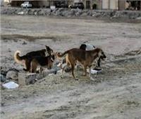 «كلاب ضالة» تلتهم جسد مربيتهم حتى وفاتها في دهب