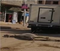 مواطن يجر «عجل» نافق بسيارته ويلقيه بمقلب قمامة في فيصل