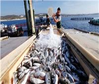 فيديو| الثروة السمكية: 80% من إنتاج الأسماك فى العالم تصدره مصر