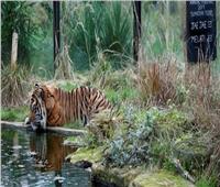 أقدم حديقة حيوان في العالم تغلق أبوابها بسبب «كورونا»