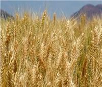«التعاوني الزراعي»: 3 قرارات لدعم الفلاحين لمواجهة «كورونا»