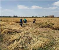 بشرة خير| بدء حصاد القمح بالقليوبية.. ووكيل الوزارة: تم زراعة 400 فدان