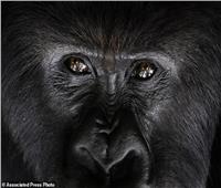 بعد إصابة «نمر» بكورونا ... بريطانيا تقرر حماية القردة من البشر