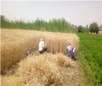بشائر الخير.. اليوم بدء حصاد القمح لـ3.4 مليون فدان