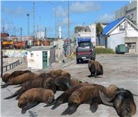 «كلاب البحر» تستغل عزل المواطنين وتسترخى في الشوارع.. صور