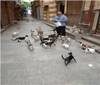 صور| بدلا من السائحين.. شارع المعز ملجأ القطط والكلاب في زمن الكورونا