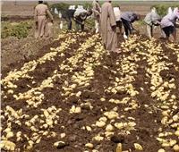 بشرى خير للفلاحين.. ارتفاع صادرات البطاطس لنصف مليون طن