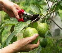 4 توصيات من «الزراعة» للتعامل مع أشجار الجوافة