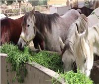 الحكومة تنفي هدم «محطة الزهراء» لتربية الخيول العربية الأصيلة
