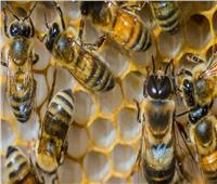 ظهور وباء قاتل في أسراب النحل ببريطانيا
