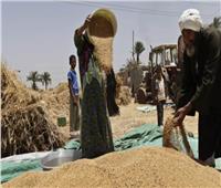 ارتفاع مخزون القمح بصوامع الإسكندرية لـ 107 ألف طن