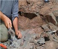 علماء يعثرون على بقايا آخر ديناصور مفترس على الأرض