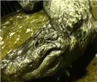 فيديو| وفاة تمساح «هتلر» الناجي الوحيد من حرب برلين