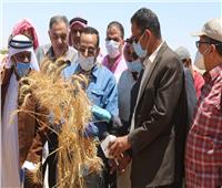 افتتاح موسم حصاد القمح والشعير بشمال سيناء 