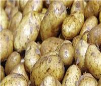 حقيقة وجود أزمة في محصول البطاطس بالأسواق