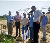 الزراعة تقيم أصناف البطيخ والكنتالوب التي استنبطها البرنامج القومي لإنتاج تقاوي الخضر 