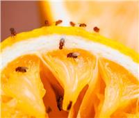 ذباب الفاكهة.. تعرف على سبب كثرته في الصيف والحل الأمثل للتخلص منه