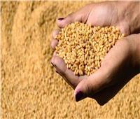 فيديو| الزراعة: استنباط 18 نوعا جديدا من القمح يتحمل الجفاف والملوحة