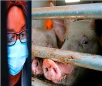 الصين: سلالة «جي4» من إنفلونزا الخنازير ليست جديدة.. ولا تصيب البشر بسهولة