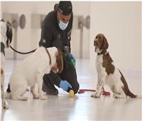 الإمارات تبتكر طريقة جديدة للكشف عن كورونا بـ«الكلاب البوليسية»