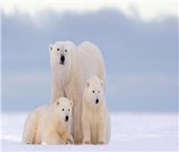 «تغير المناخ» خطر جديد يجعل «الدب القطبي» عرضة للانقراض