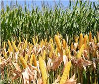 «الزراعة» تصدر توصيات بشأن محصول الذرة الشامية خلال اغسطس