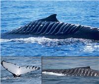 حكايات|  أنثى الحوت «الشفرة».. أصيبت بـ 15 ندبة في معركة مع سفينة