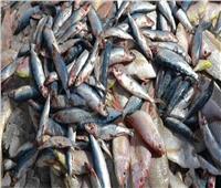 غياب الرقابة على أسواق الأسماك مما تسبب في انتشار الأسماك الفاسدة.. اعرف الصح