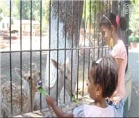 فيديو وصور| فسحة حديقة الحيوان تعود من جديد.. وشروط للدخول