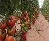 حقيقة إصابة محصول الطماطم بمرض مسرطن