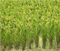 كيف يتعامل الفلاح مع محصول الأرز خلال شهر سبتمبر؟.. الزراعة تجيب