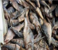 التحفظ على ٢طن و٦٧٥ كيلو أسماك مجمدة غير صالحة بالغربية