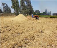 صور| الزراعة: جمع وتدوير أكثر من 575 ألف طن قش الأرز في 6 محافظات