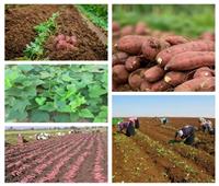 تعرف على طرق زراعة «البطاطا» وكيفية التعامل معها
