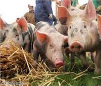 كوريا الجنوبية: عودة تفشي "حمى الخنازير الأفريقية" وإجراء عمليات إعدام للخنازير