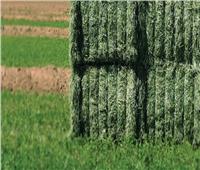 كيف تتعامل مع محاصيل الأعلاف الخضراء خلال أكتوبر؟..«الزراعة» تجيب