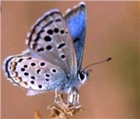 «البيئة» تنقذ «جميلة» سيناء بإطلاق برنامج حماية «الفراشة» 