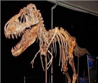 عاش قبل 69 مليون سنة... صبي عمره 12 عاما يعثر على هيكل ديناصور