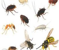 وداعًا للحشرات .. طرق طبيعية للقضاء على النمل والصراصير في المنزل 