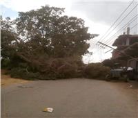 سقوط شجرة ضخمة بسبب شدة الرياح في الغربية