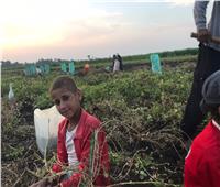 فيديو وصور| مزارعي المنيا في موسم حصاد «الفول السوداني»: ربنا بيعشي الكل
