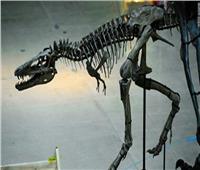 العثور على بقايا ديناصور من فصيلة «منقار البط» بالمغرب 
