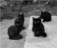 «القطط السوداء» تحتل سينما رويال