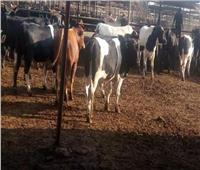 «الزراعة»: التأمين على 53 ألف رأس ماشية خلال أكتوبر