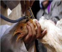 تحصين 2.4 مليون طائر ضد «أنفلونزا الطيور» خلال أكتوبر