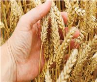 «الزراعة»: 6 توصيات لتعظيم إنتاجية محصول القمح خلال ديسمبر 