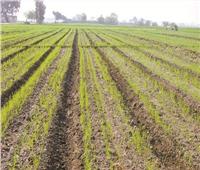 نقيب الفلاحين: زيادة متوقعة في مساحات زراعة الفول والقمح