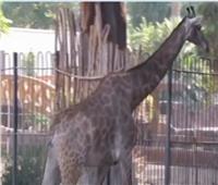 فيديو| حديقة حيوان الجيزة تنتهي من بيت الزرافات الجديد