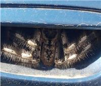 أسترالية تنشر صورة لعنكبوت عملاق يختبئ بمقبض باب سيارتها .. صور