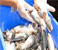 ضبط 3٫48 طن «أسماك مجمدة» فاسدة بالقليوبية
